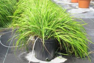 Click to enlarge sweetgrass