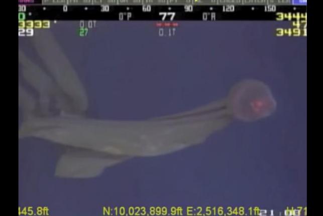 Rare Jellyfish
