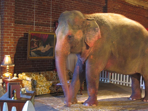 elephant in the room
