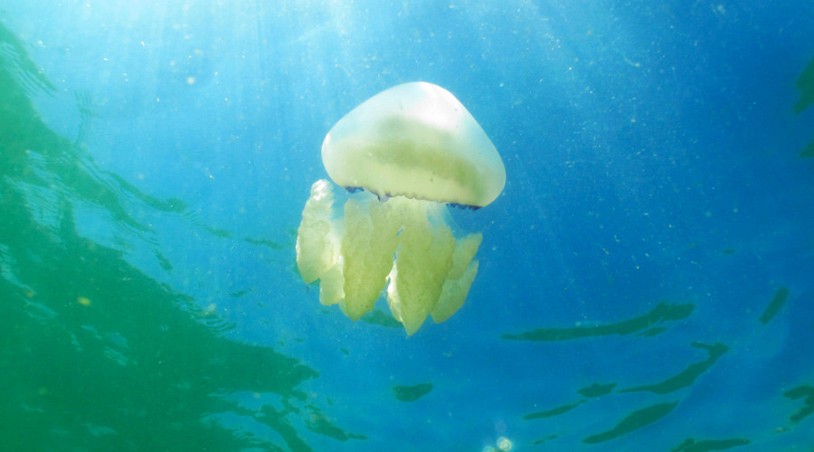 Click to enlarge jelly fish