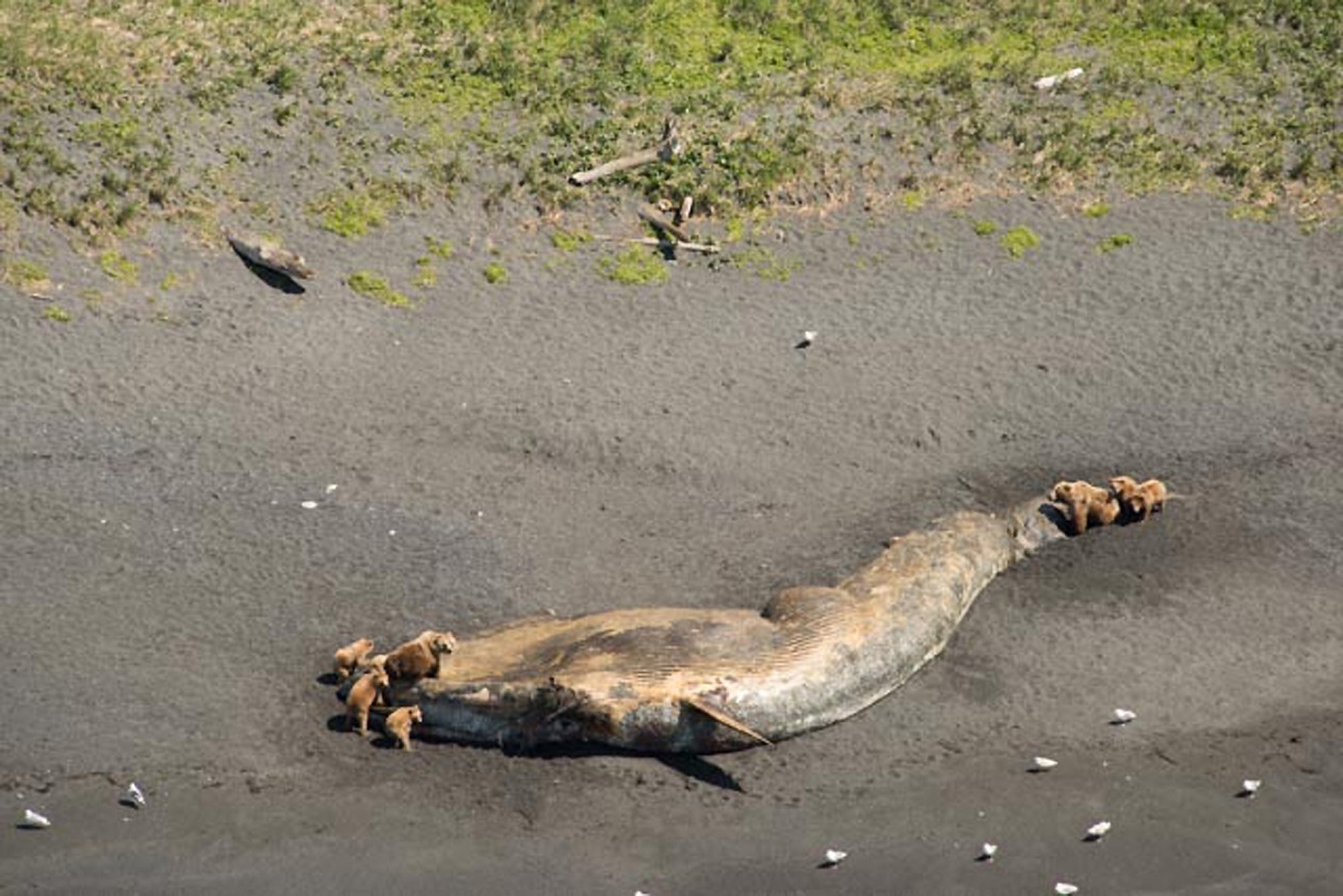 Bears Feeding on Dead Whale
