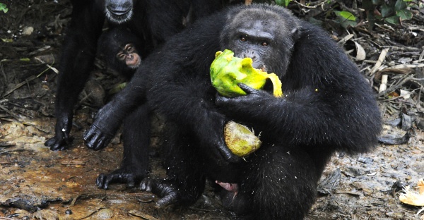 chimpanzee