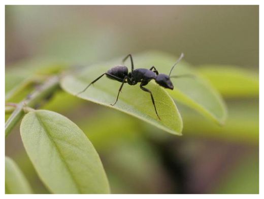 Click to enlarge Ant