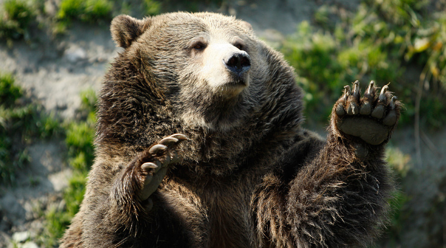 grizzly bear