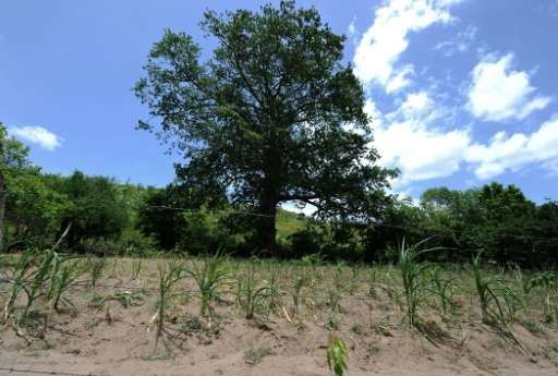 Click to enlarge drought in Honduras