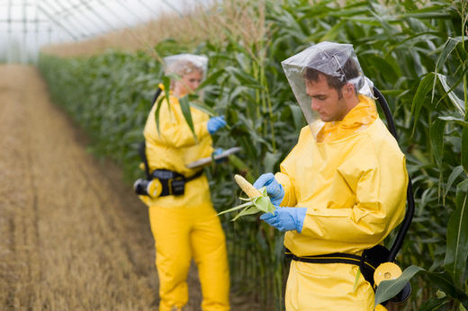 gmo crops