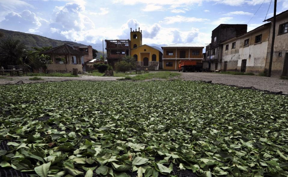 bolivian coca crop