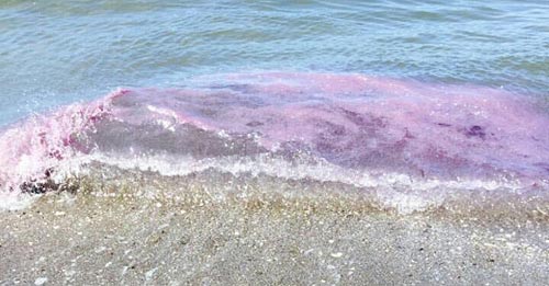 Oregon purple waves