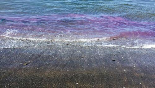 Click to enlarge Oregon Purple waves 3