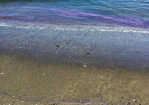 Oregon purple waves 4