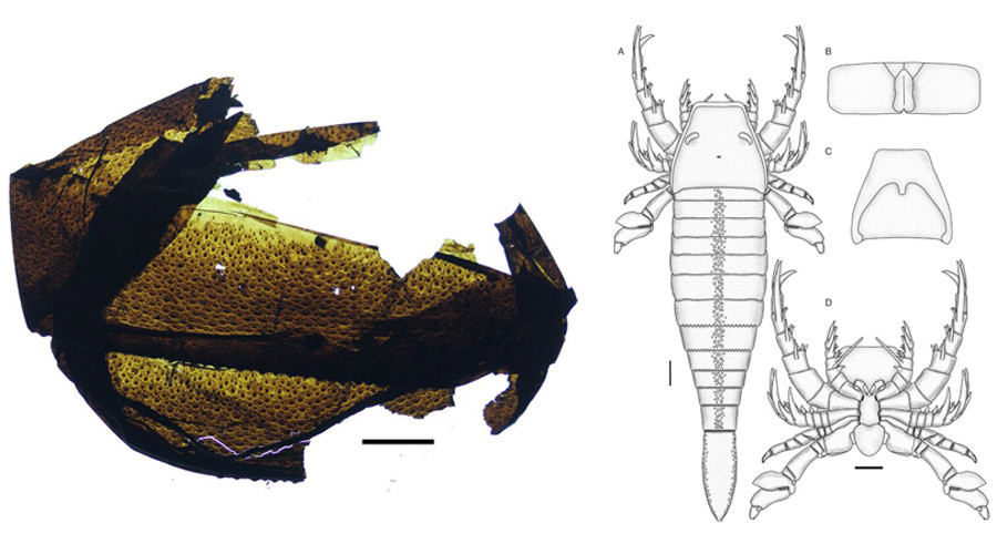 Click to enlarge Sea Scorpion fossil