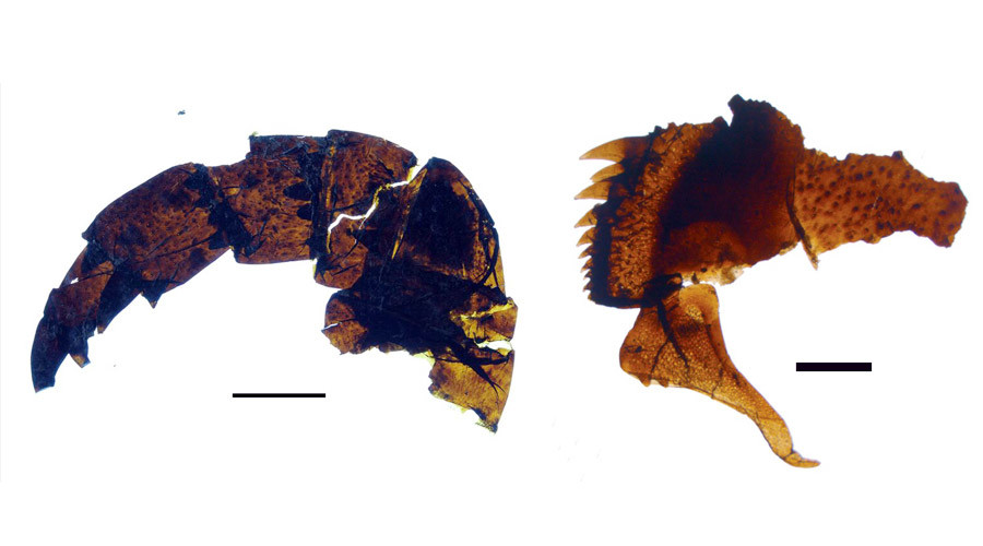 Click to enlarge Sea scorpion fossil