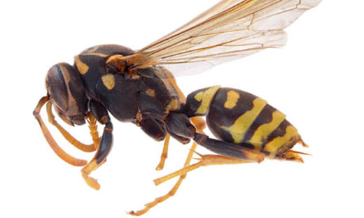 Brazilian wasp