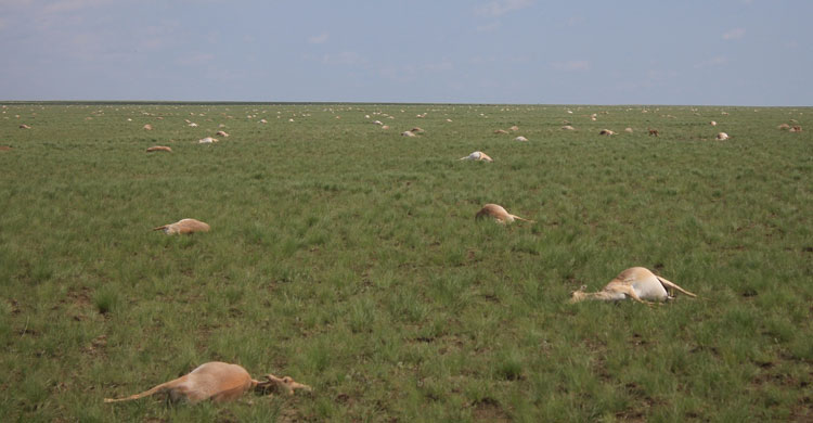 Saigas Die-Off