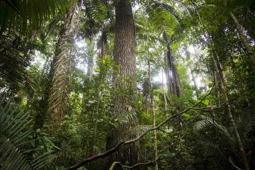 amazon trees