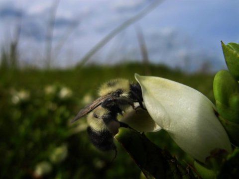 parasite infected bumblebees