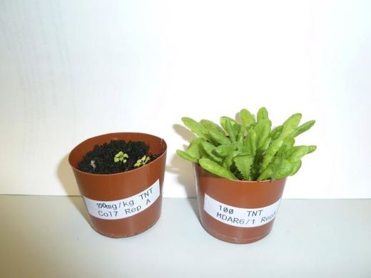 genetic mutations plants