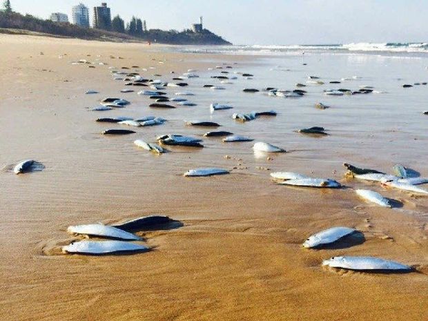 Dead Fish on Beach