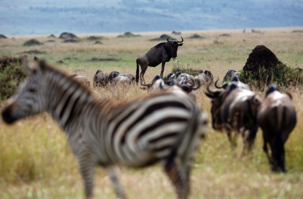 Click to enlarge Game Reserve
