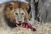 Click to enlarge Feeding Lion