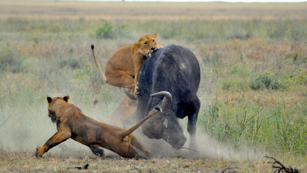 Click to enlarge Lionesses attack a buffalo