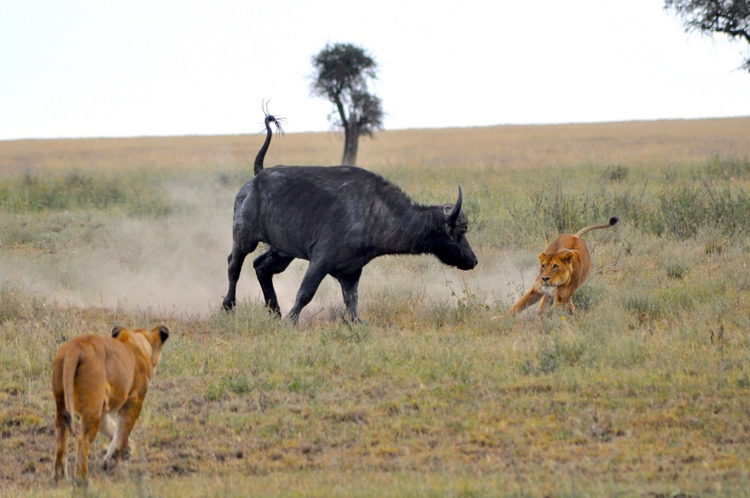 Click to enlarge Predator and prey