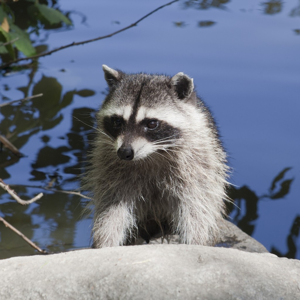 Raccoon