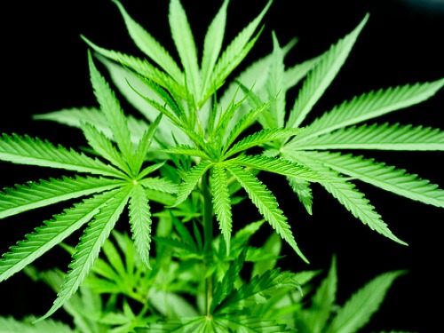 marijuana