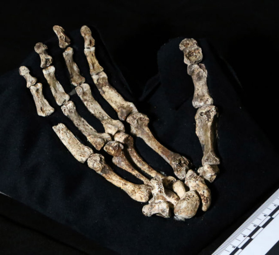 Homo naledi hand
