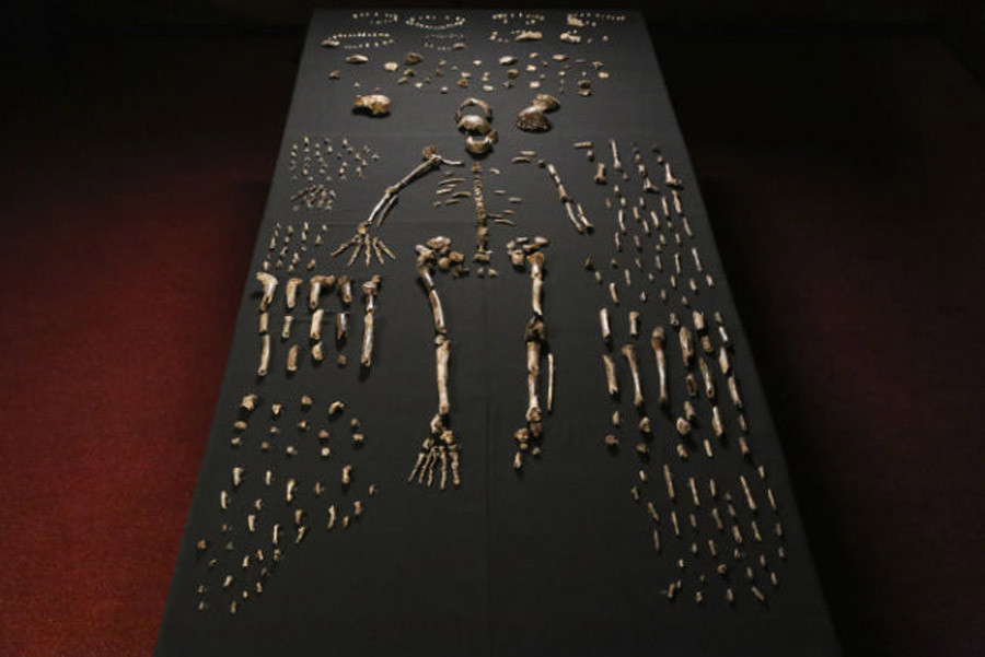 Homo naledi