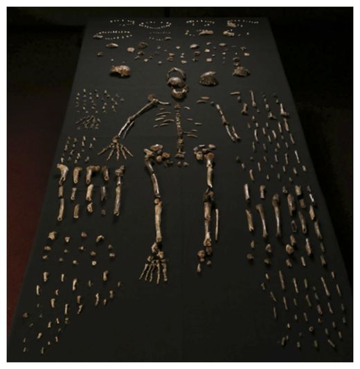 Homo naledi Skeleton