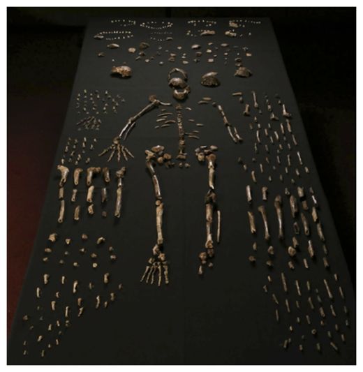Click to enlarge Homo naledi Skeleton