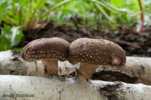 shitake mushrooms