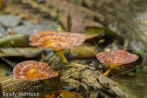 reishi mushrooms