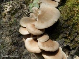 oyster mushrooms