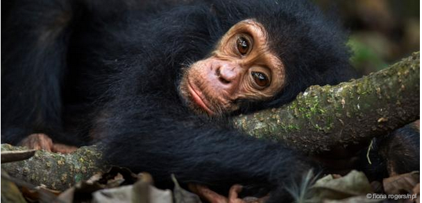 Click to enlarge dhimpanzees emotion depression mental health