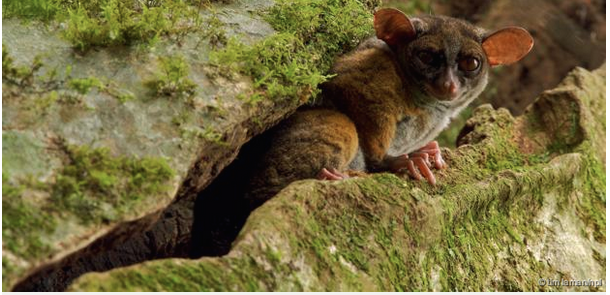 Click to enlarge animals mental health evolution