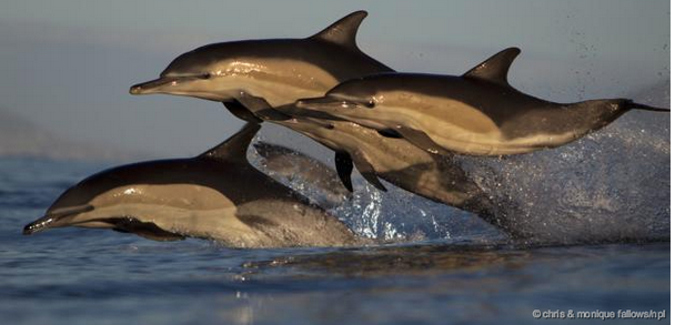 Click to enlarge dolphin mental health