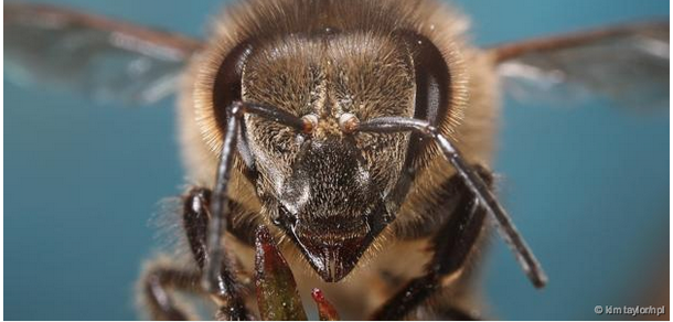 Click to enlarge honeybee stress mental health