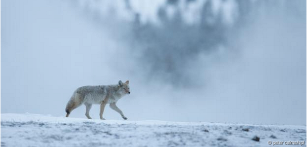 Click to enlarge coyote