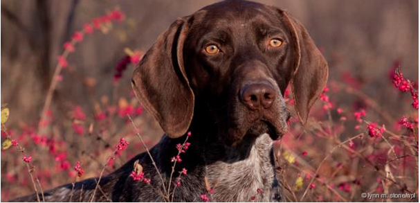 Click to enlarge traumatised dogs ptsd