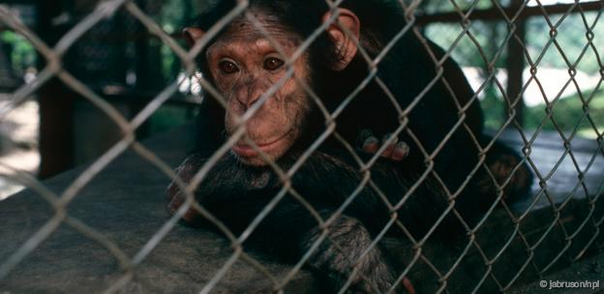 Click to enlarge chimpanzee mental illness