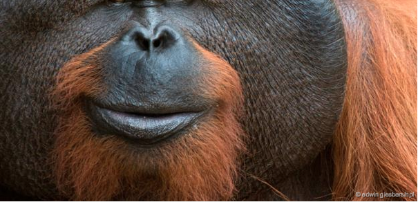 Click to enlarge orangutan mental health
