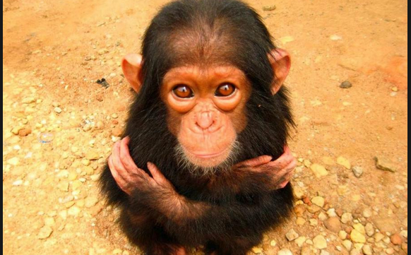 chimpanzee mental illness