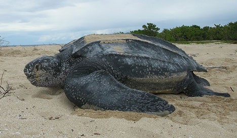 Click to enlarge Image