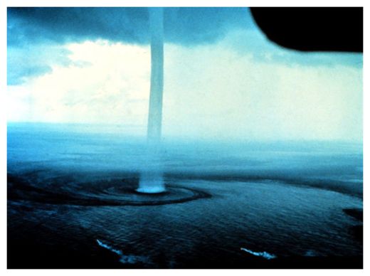 Click to enlarge Water Sprout