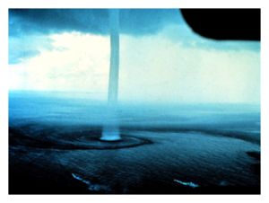 Click to enlarge Water Sprout