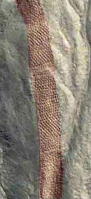 Click to enlarge Image