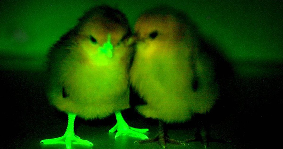 Biotech Madness Genetically Modified Glow  chicken 