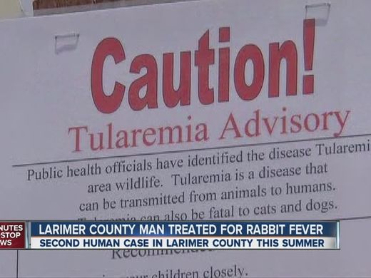 Click to enlarge tularemia, rabbit fever